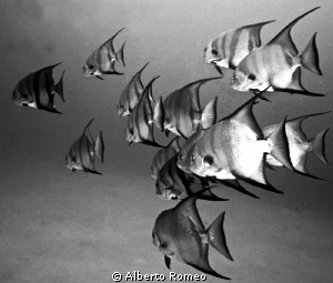 A scool of caribbean batfishes in Cuba island. by Alberto Romeo 